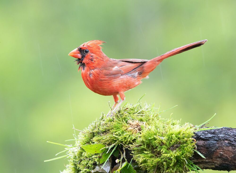 Красный кардинал cамец и самка  - Northern Cardinal male & female