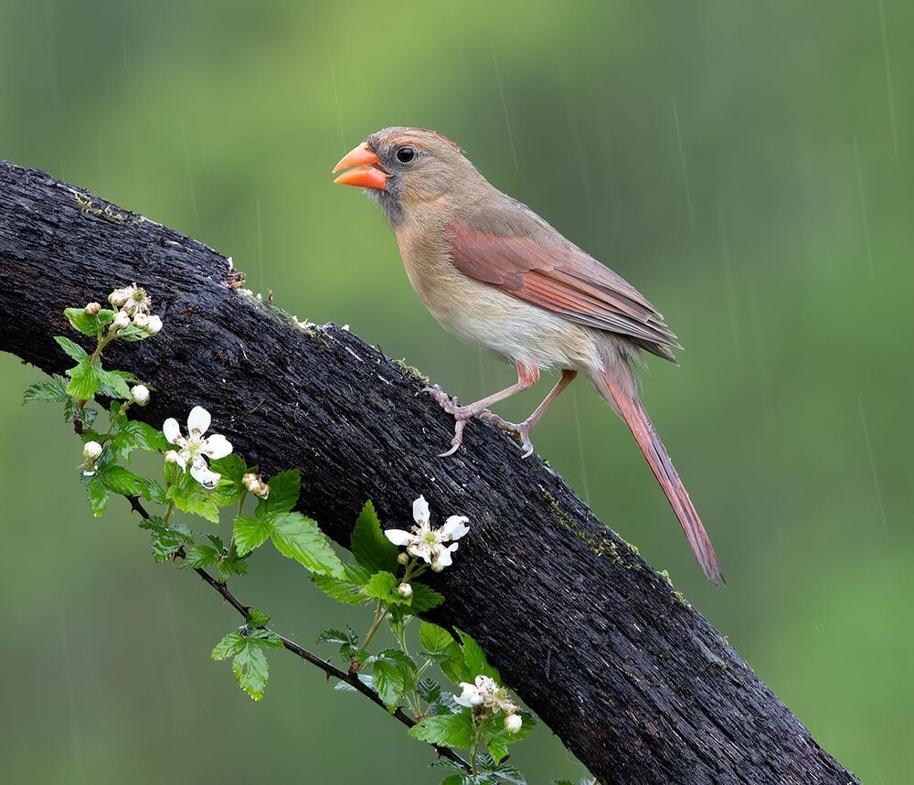 Красный кардинал cамец и самка  - Northern Cardinal male & female