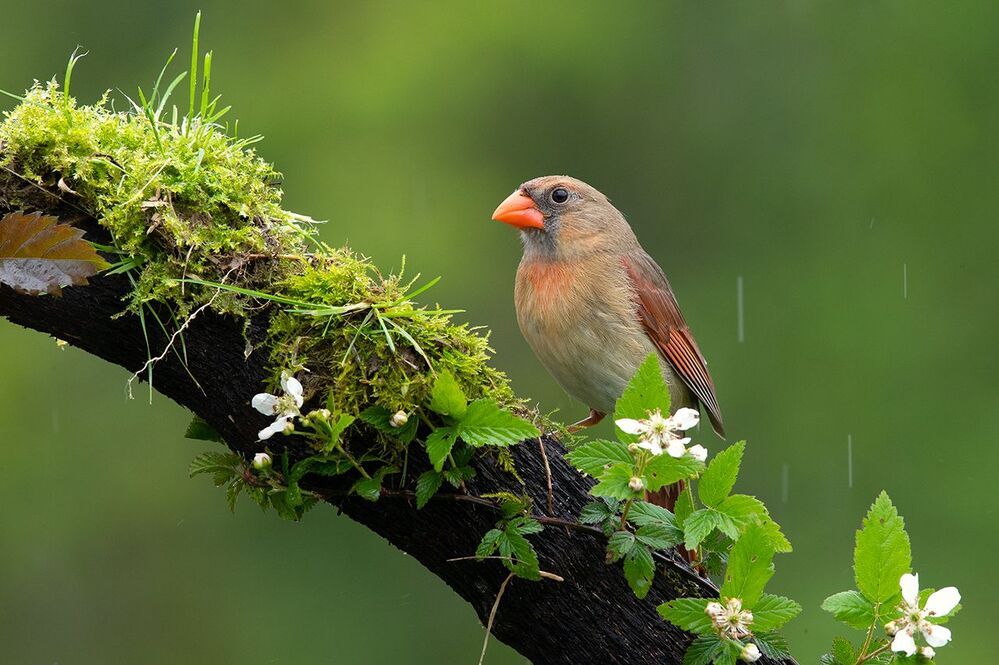 Красный кардинал cамец и самка  - Northern Cardinal male & female