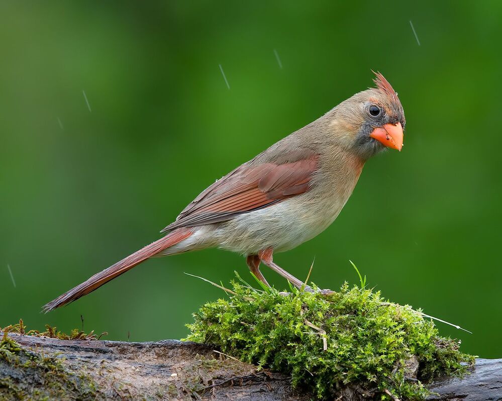 Красный кардинал cамец и самка  - Northern Cardinal male & female
