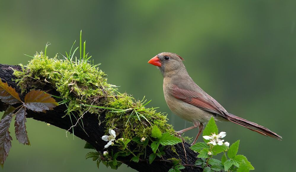 Красный кардинал cамец и самка  - Northern Cardinal male & female