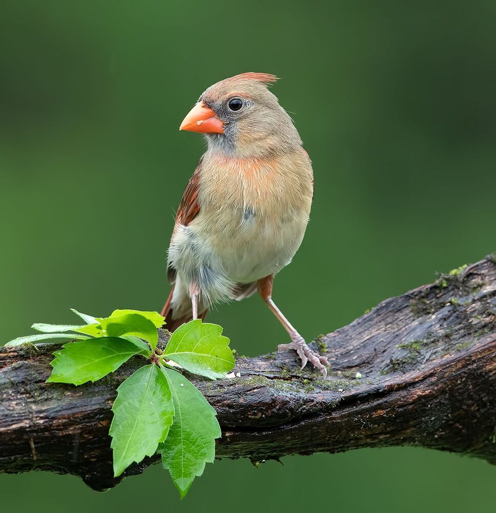 Красный кардинал cамец и самка  - Northern Cardinal male & female