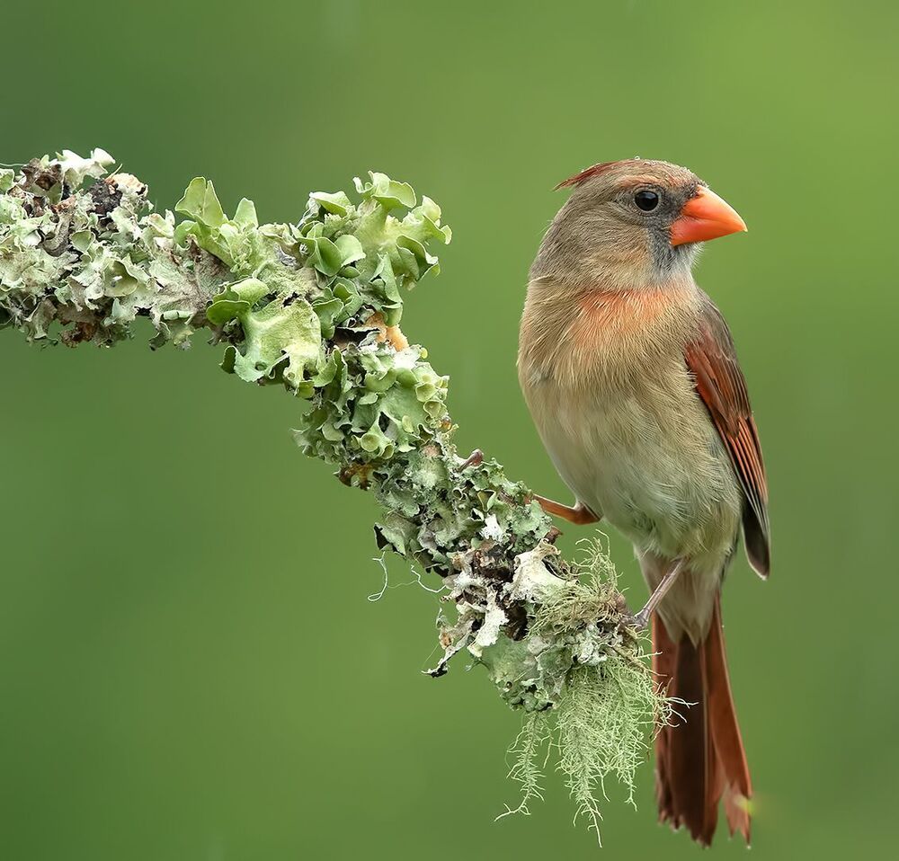 Красный кардинал cамец и самка  - Northern Cardinal male & female