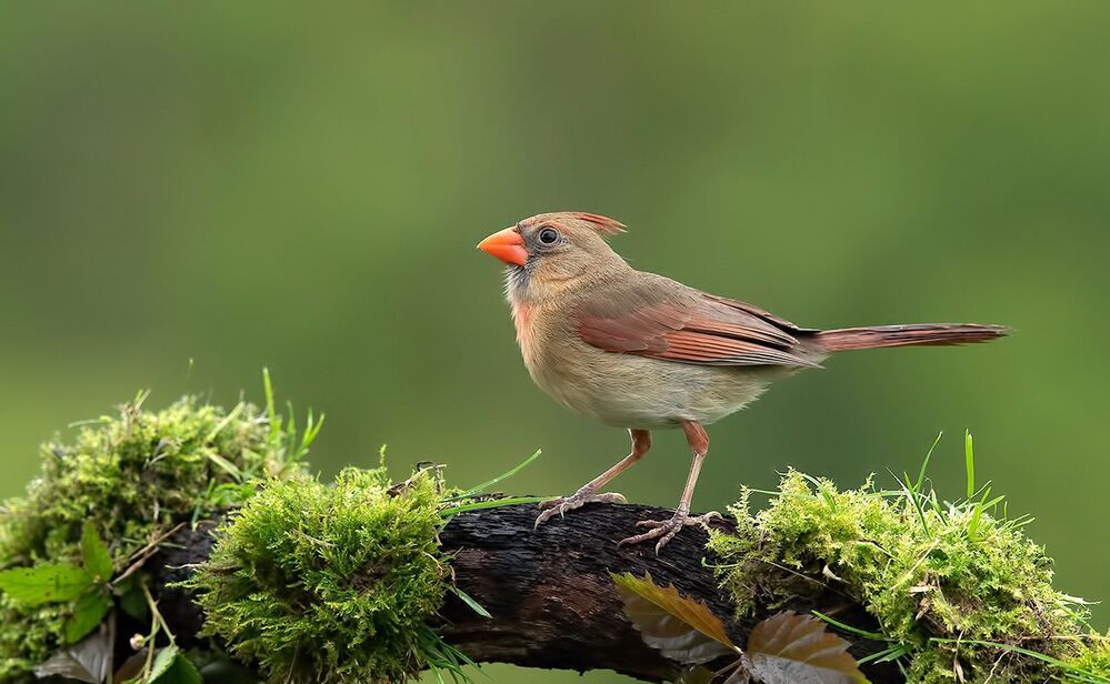 Красный кардинал cамец и самка  - Northern Cardinal male & female