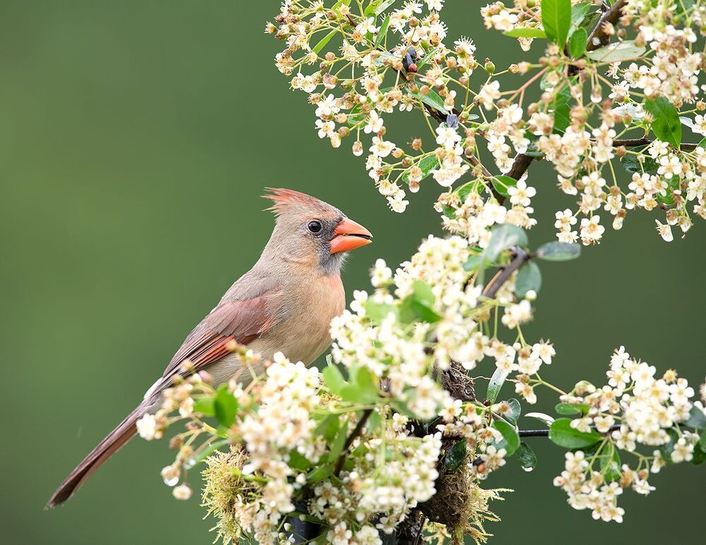 Красный кардинал cамец и самка  - Northern Cardinal male & female