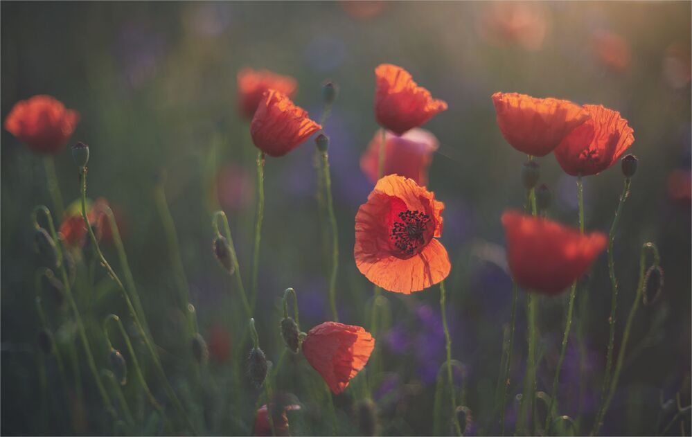 the morning of my favorite flowers