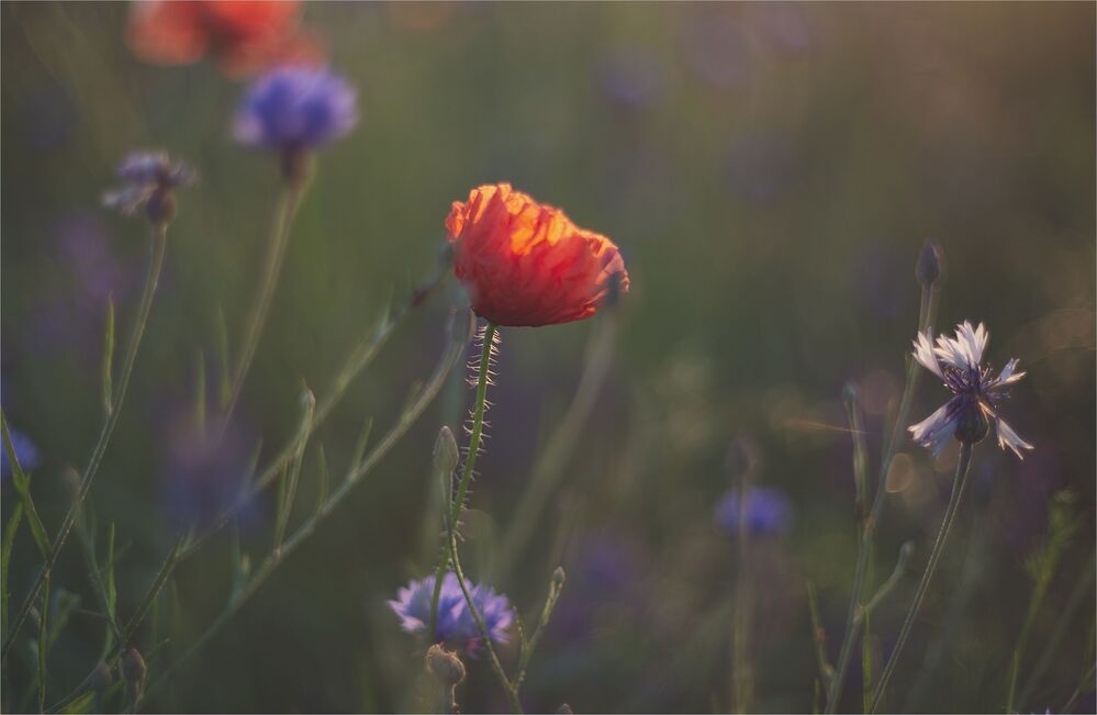 the morning of my favorite flowers
