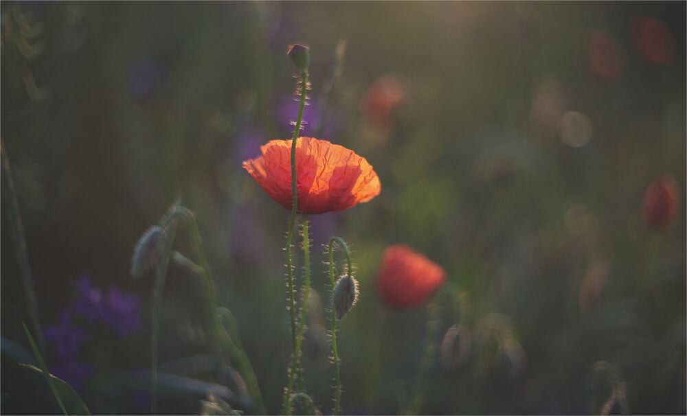 the morning of my favorite flowers