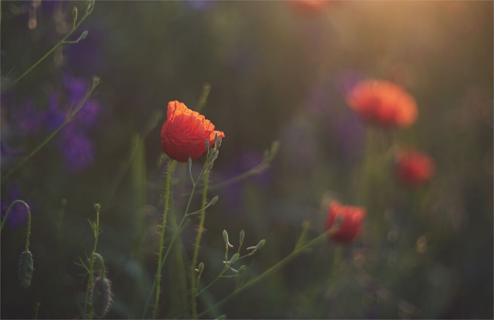 the morning of my favorite flowers