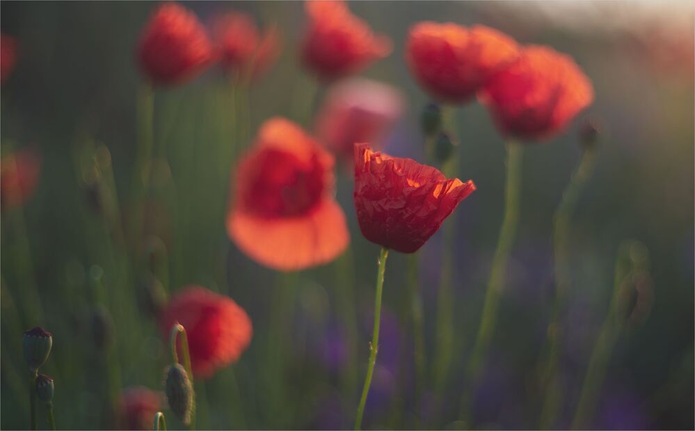 the morning of my favorite flowers