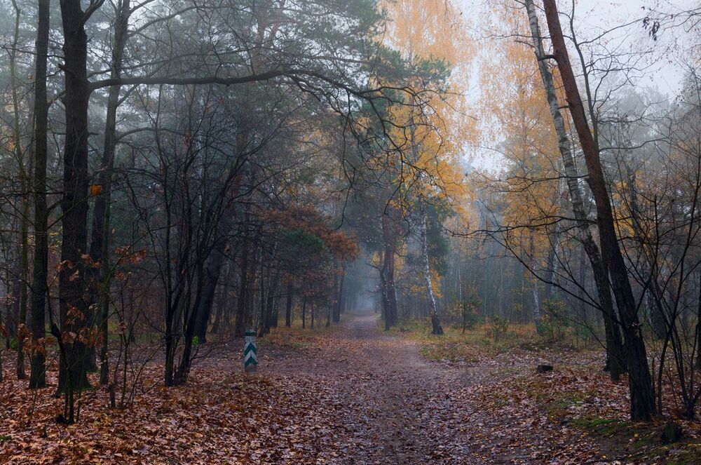 Сырой ноябрь
