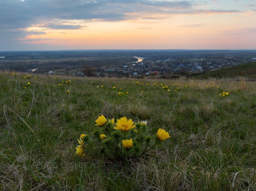Адонис весенний