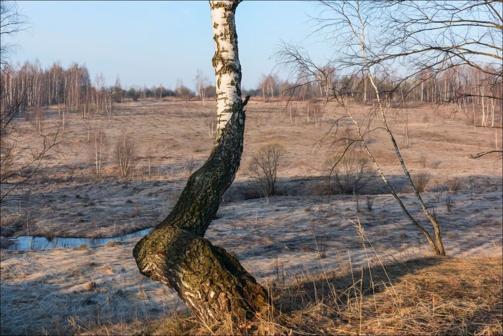 Упрямая берёза апрельским утром