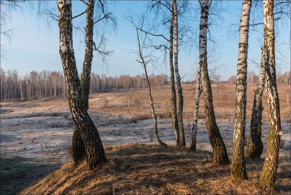 Весенний орнамент тульских берёз