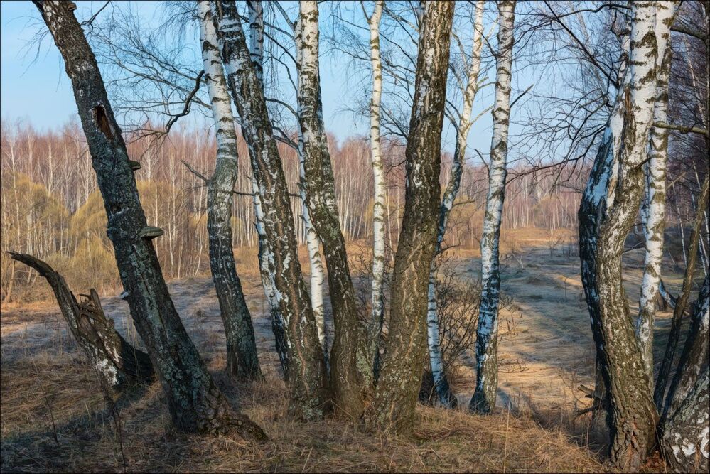 Апрельское утро в берёзовой роще