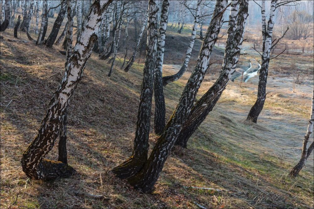 Весна в роще тульских красавиц