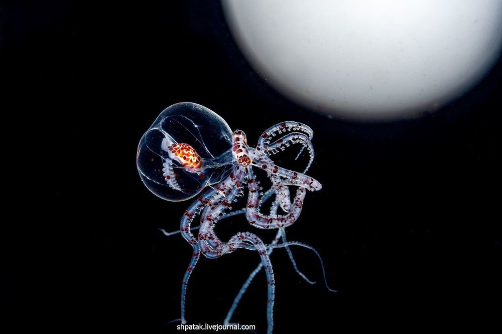 Philippines. Anilao. Night dive. Black water. Juvenile Wunderpus.