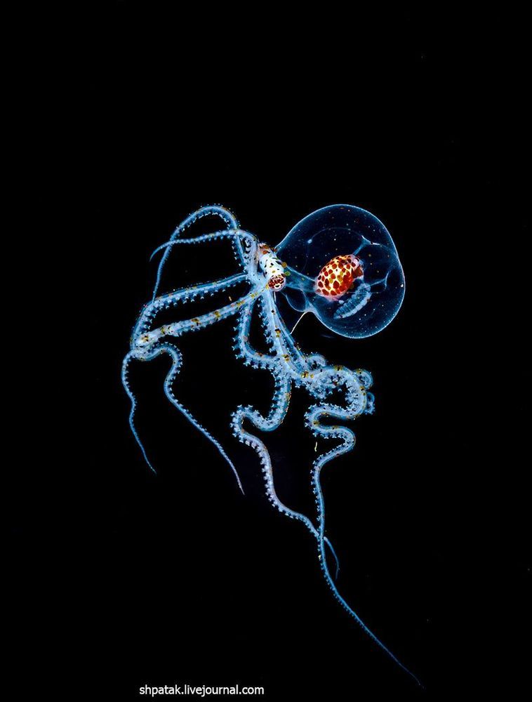 Philippines. Anilao. Night dive. Black water. Juvenile Wunderpus.