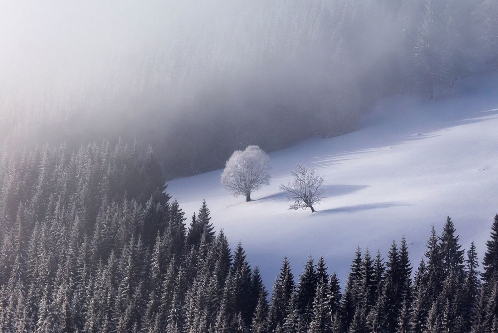 Winter Edition