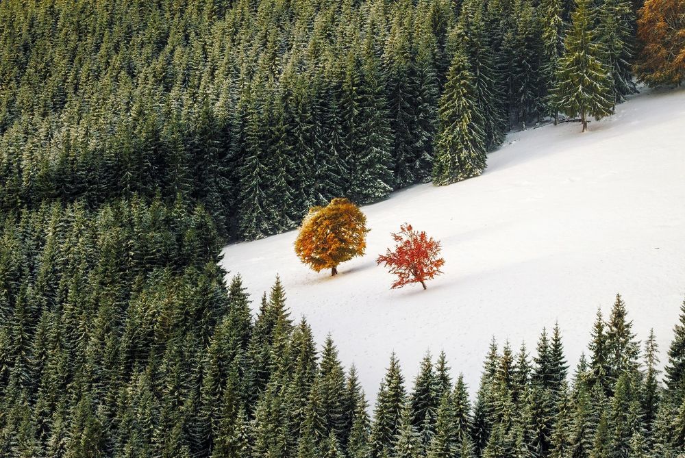 Autumn Edition