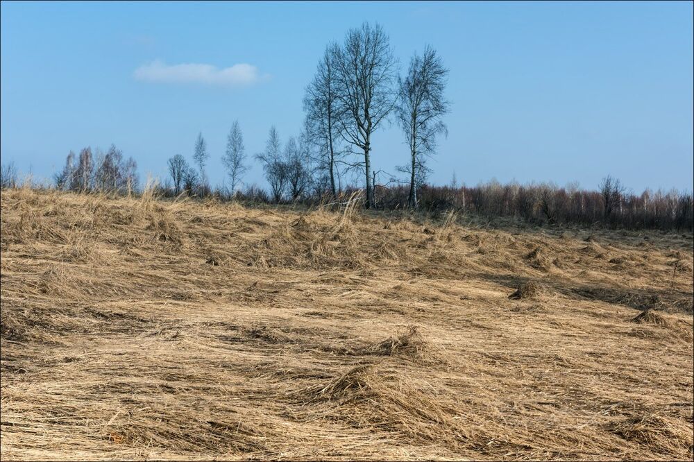 Осины в тени облака