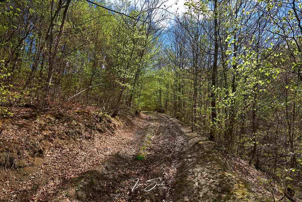 Carpatian spring