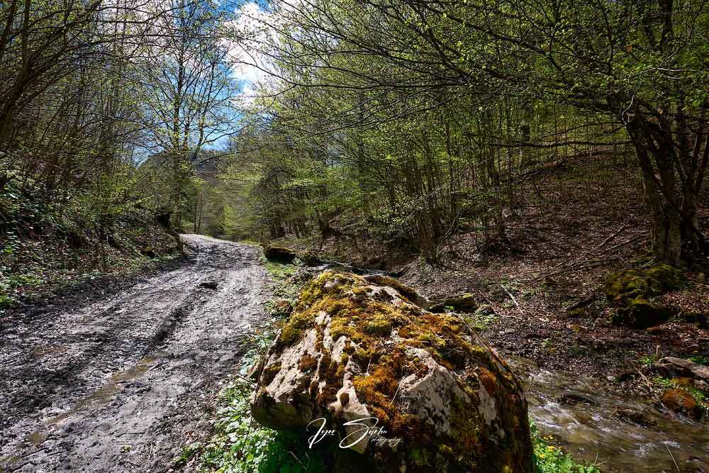 Carpatian spring