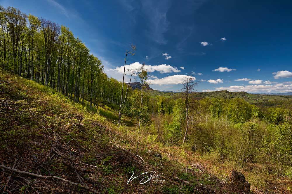 Carpatian spring