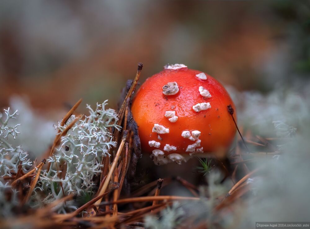 Тихая охота в Белом море...