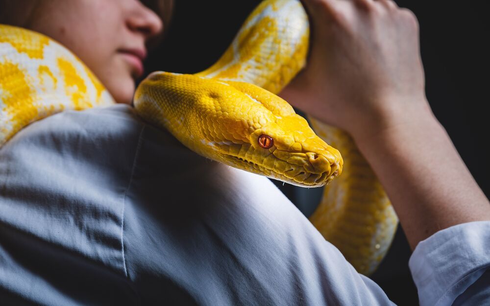 Snakes
