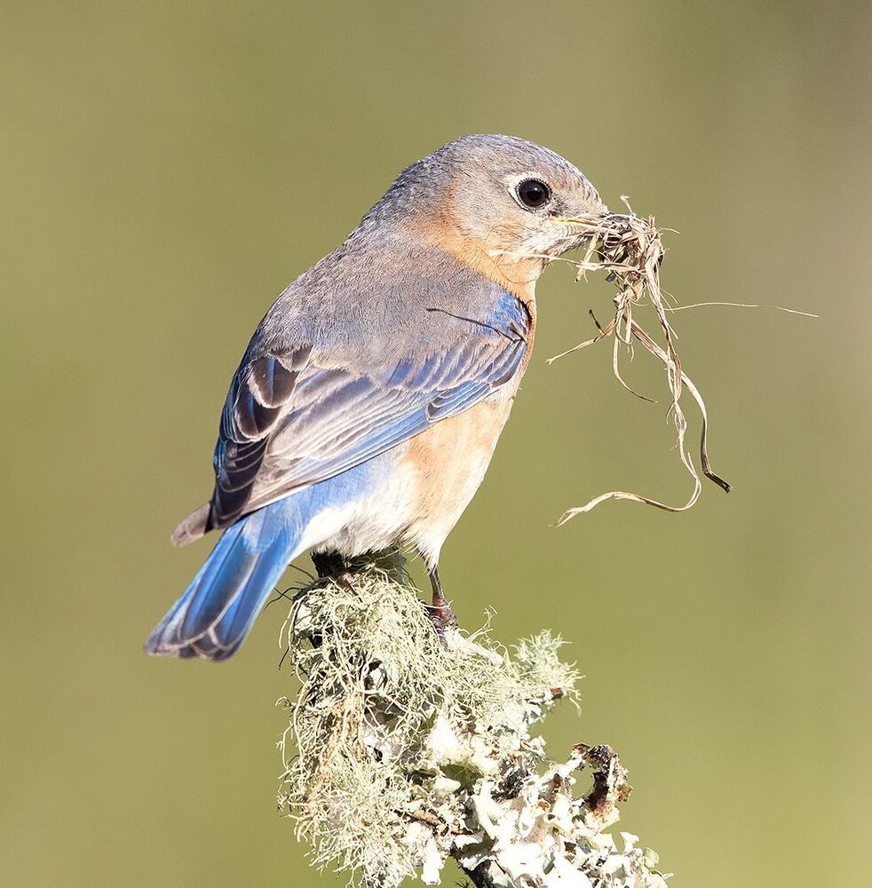 Восточная сиалия (Eastern Bluebirds) со стройматериалом для гнезда. Весенние хлопоты.