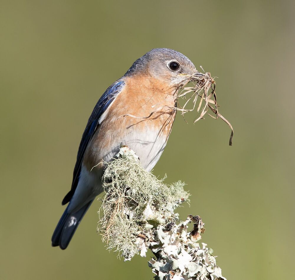Восточная сиалия (Eastern Bluebirds) со стройматериалом для гнезда. Весенние хлопоты.