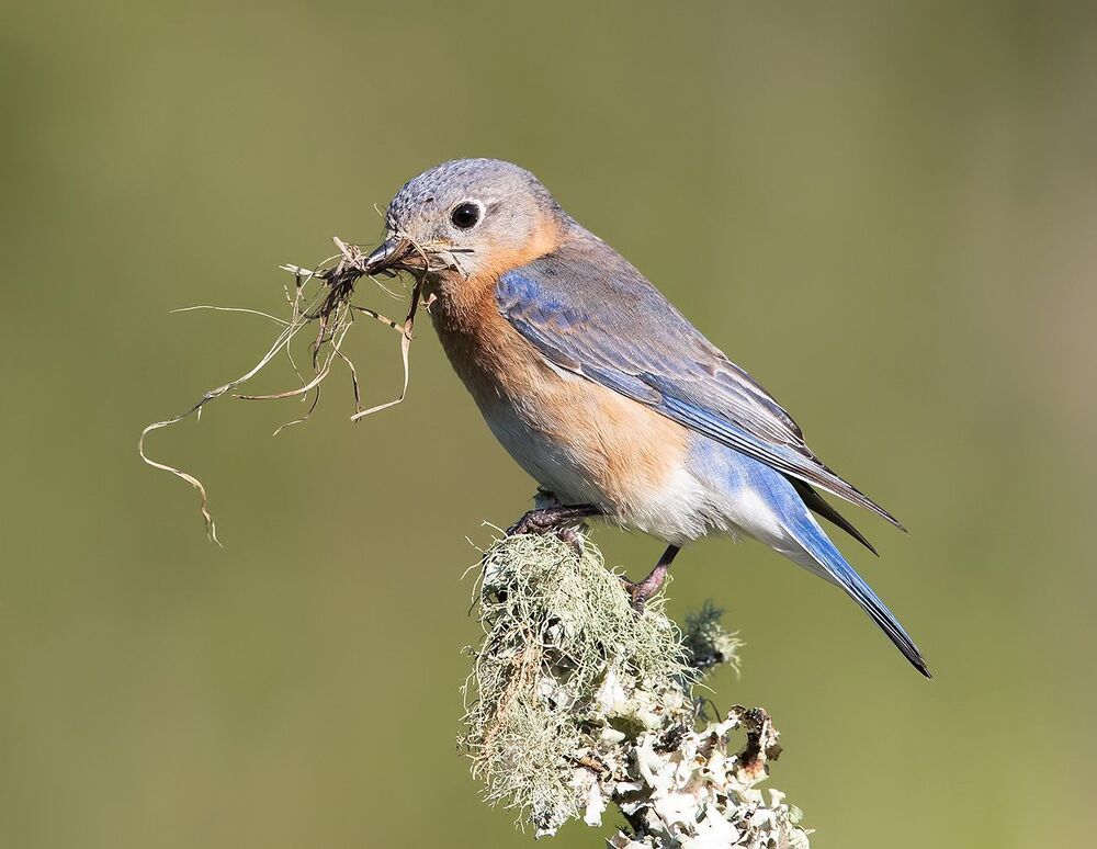 Восточная сиалия (Eastern Bluebirds) со стройматериалом для гнезда. Весенние хлопоты.