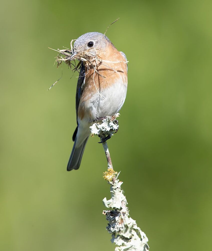 Восточная сиалия (Eastern Bluebirds) со стройматериалом для гнезда. Весенние хлопоты.