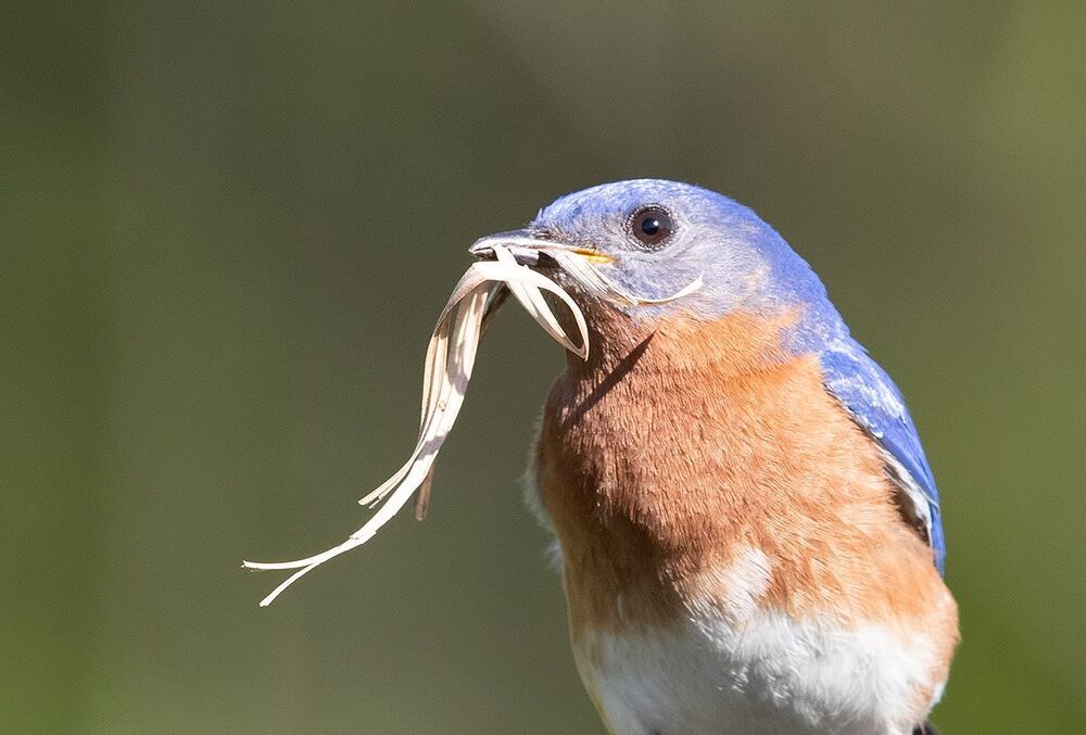 Восточная сиалия (Eastern Bluebirds) со стройматериалом для гнезда. Весенние хлопоты.