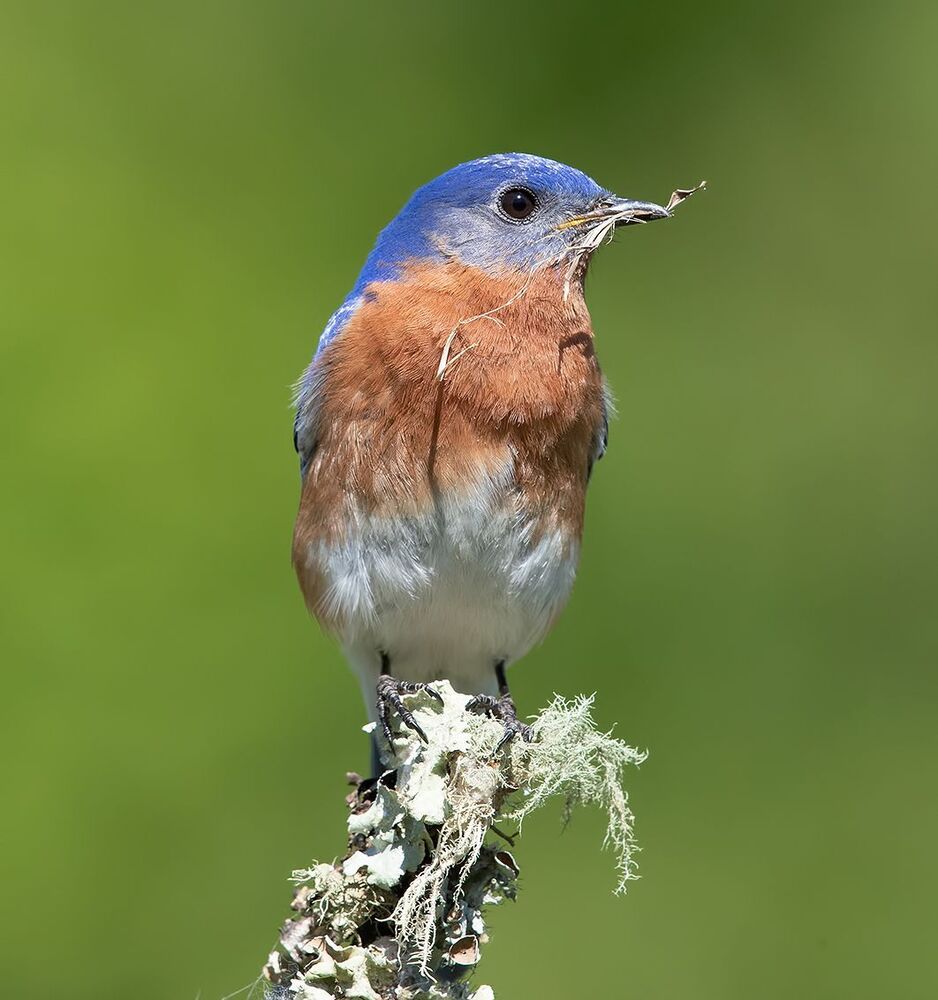 Восточная сиалия (Eastern Bluebirds) со стройматериалом для гнезда. Весенние хлопоты.