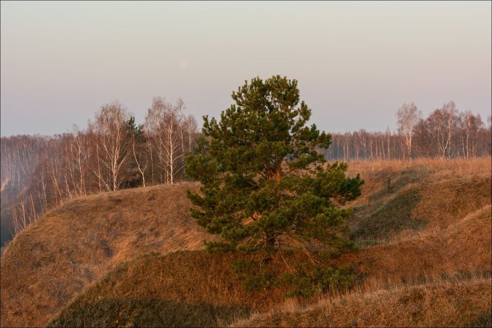 Сосна в утреннем свете, с луной.