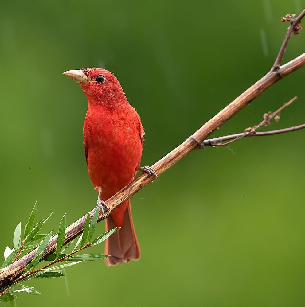 Summer tanager -Алая пиранга