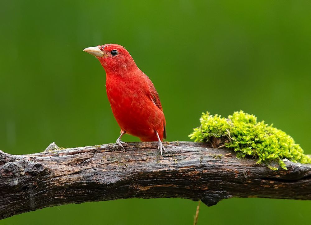 Summer tanager -Алая пиранга