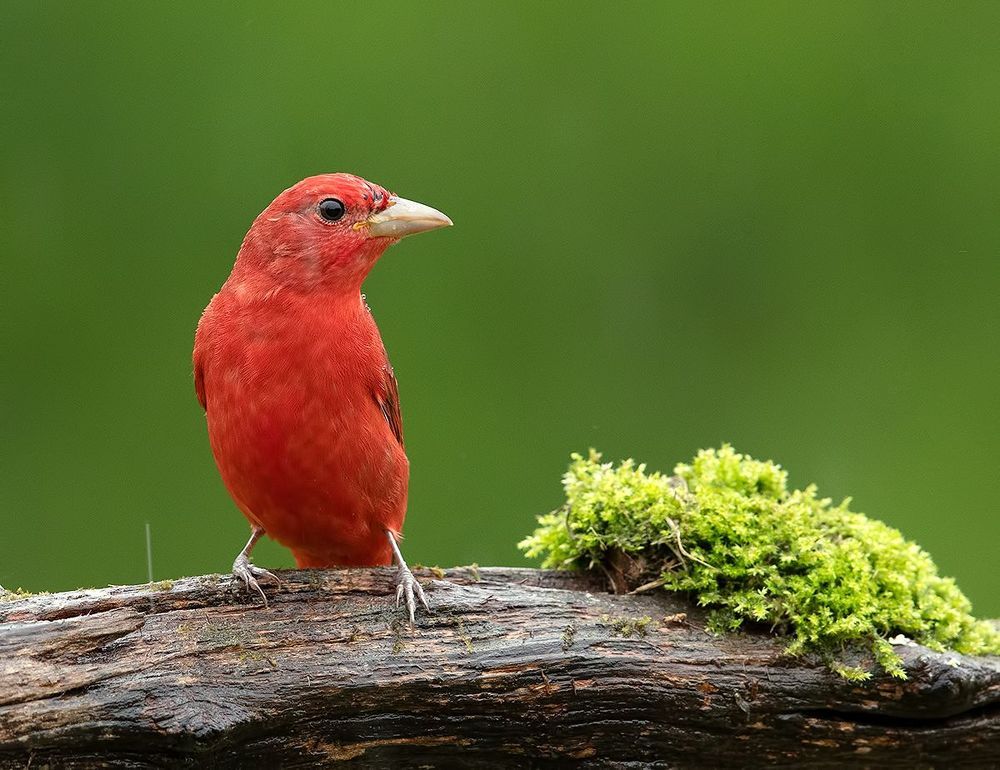 Summer tanager -Алая пиранга