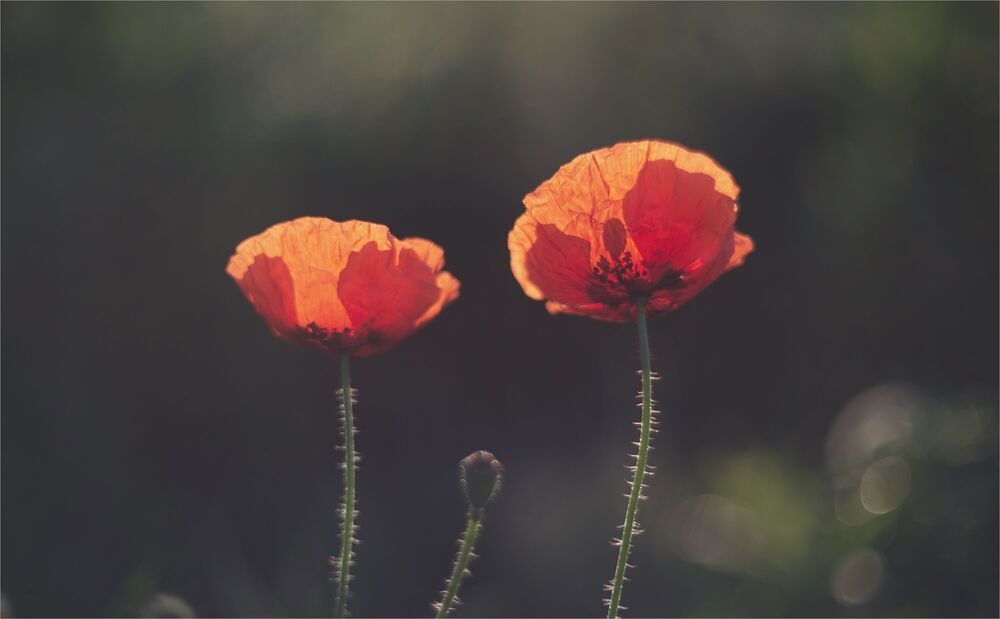 the morning of my favorite flowers