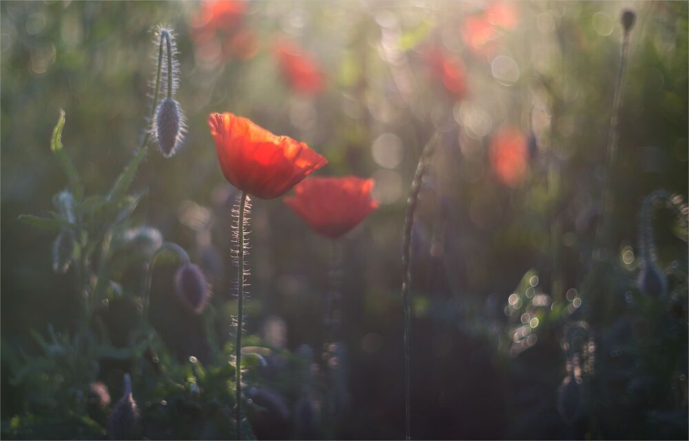 the morning of my favorite flowers