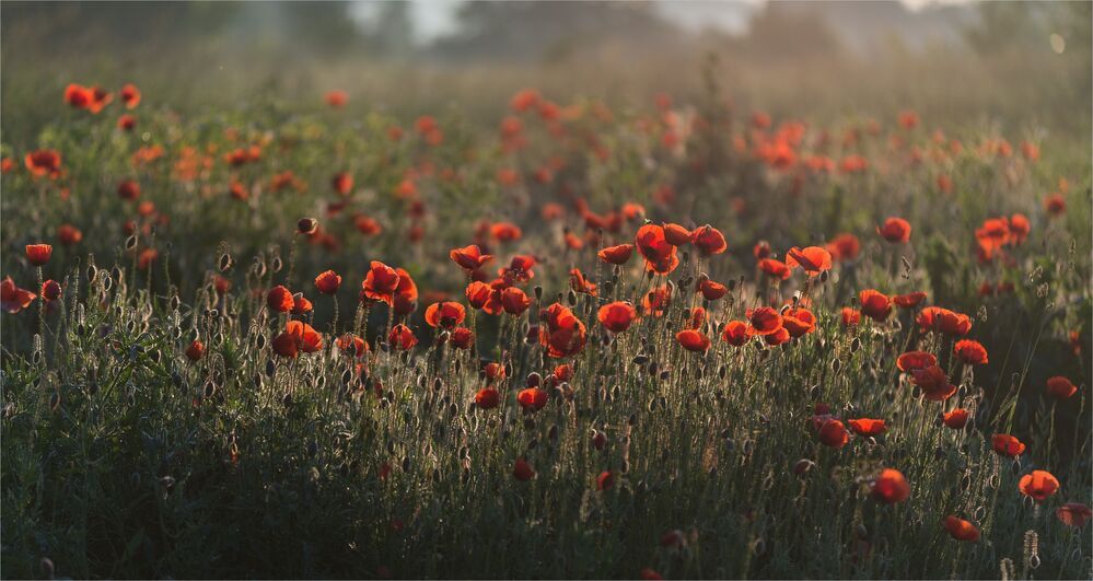 the morning of my favorite flowers