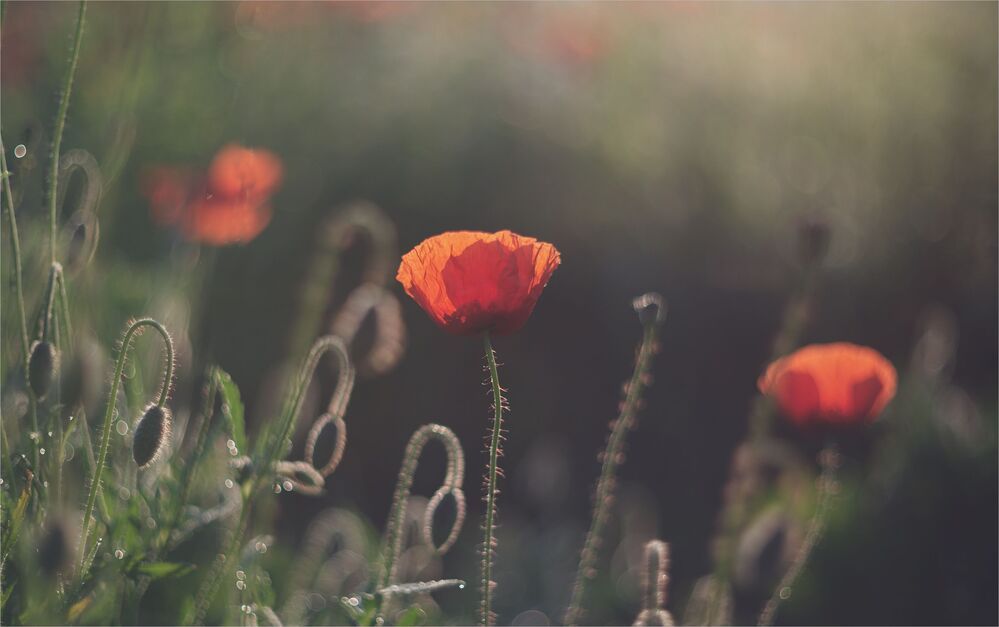 the morning of my favorite flowers