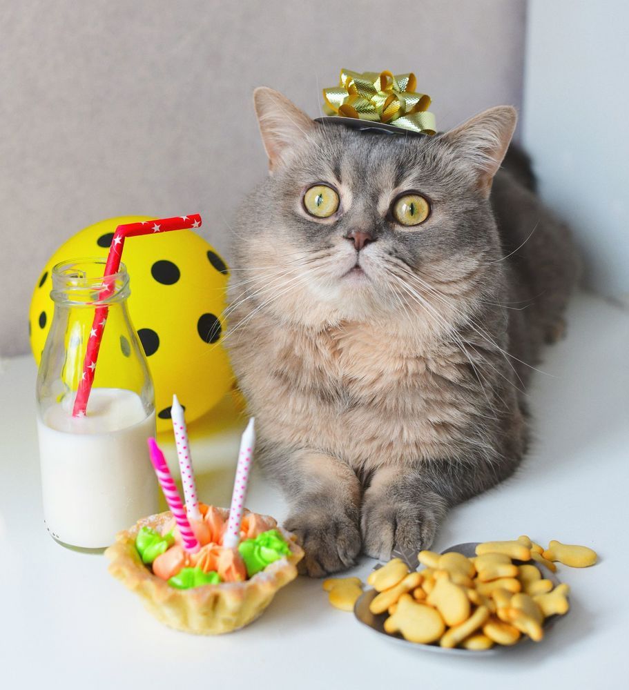 Birthday Cat