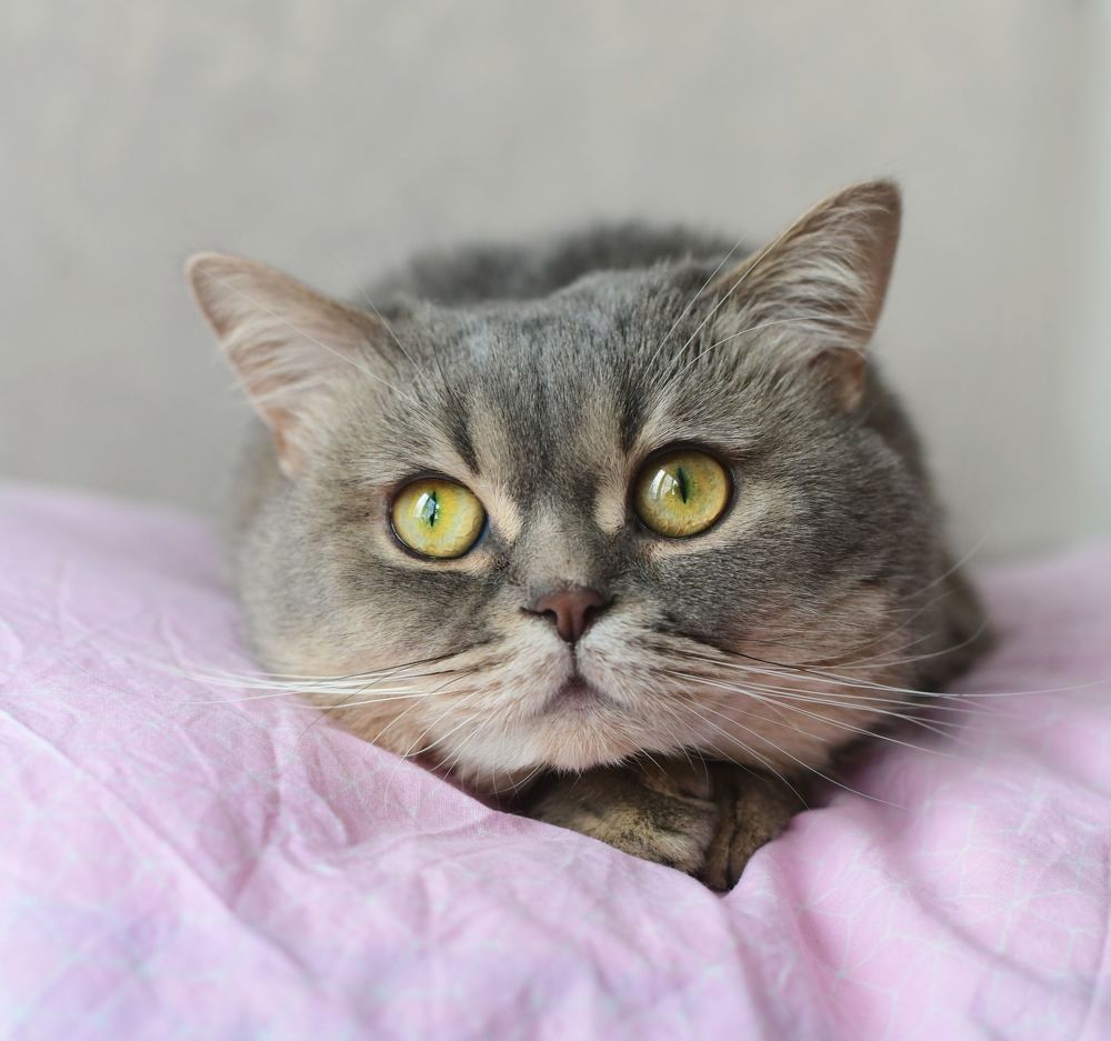 Birthday Cat