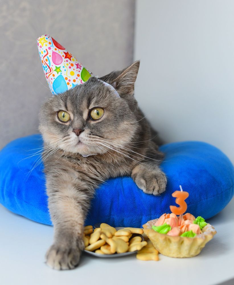Birthday Cat