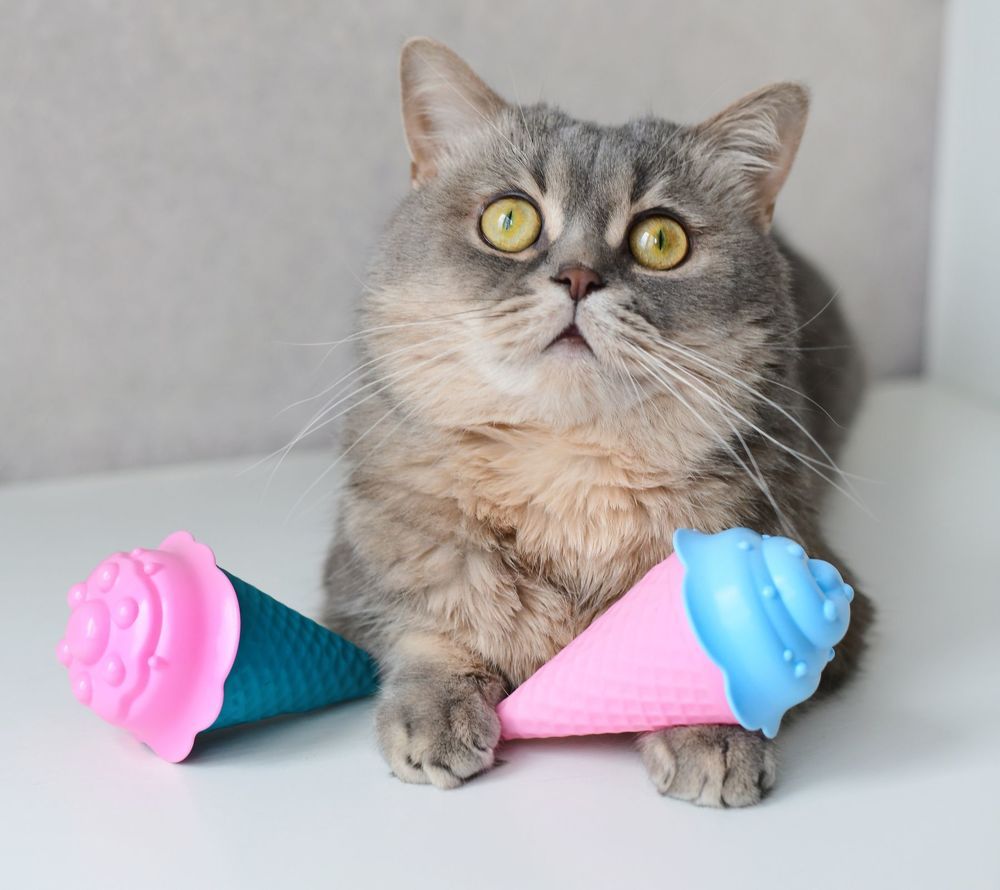 Birthday Cat