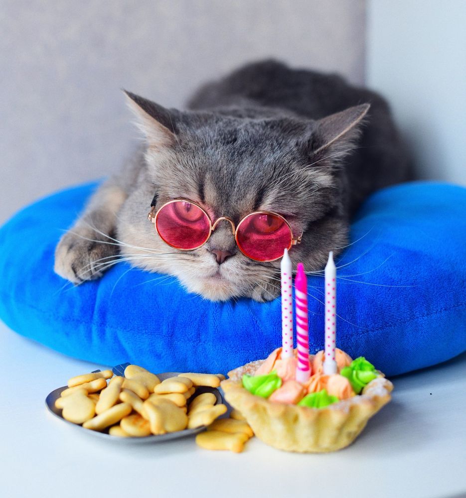 Birthday Cat