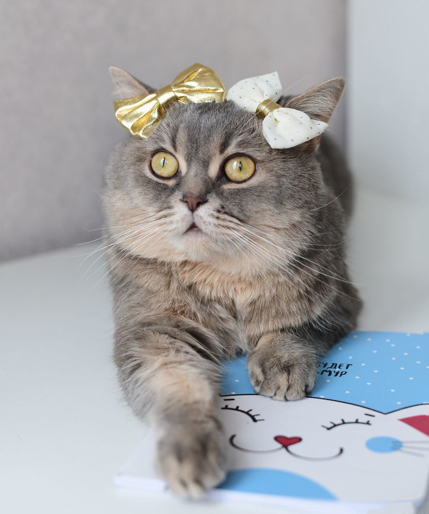 Birthday Cat